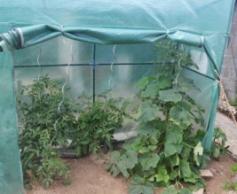 Le jardin de Solène