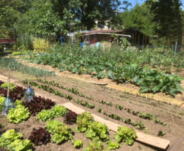 Potager des Allouettes de Montmorency