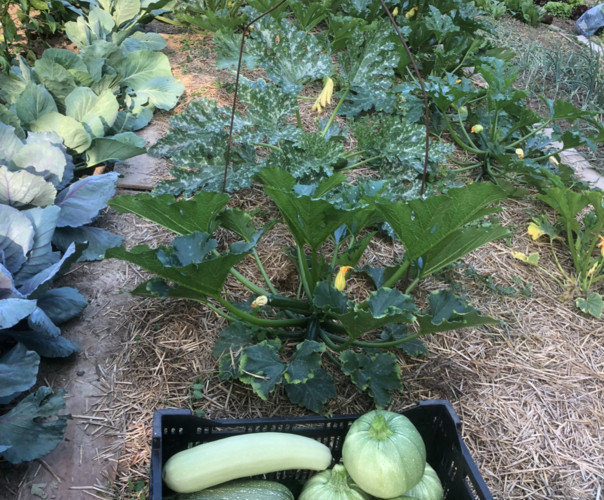 Potager des Allouettes de Montmorency