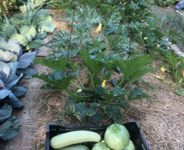Potager des Allouettes de Montmorency