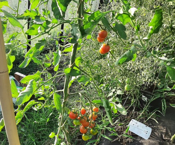 Les carrés d'Antoine