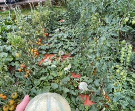 Le potager de Baptiste