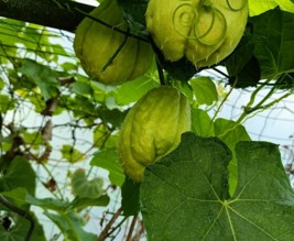 le jardin du chateau