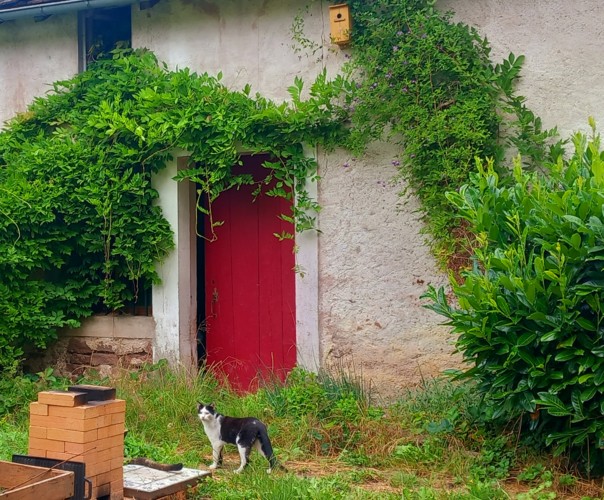 La vieille demeure de Suzan, mésanges et hérissons