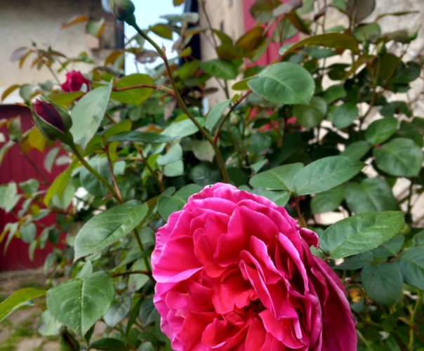 La vieille demeure de Suzan, mésanges et hérissons