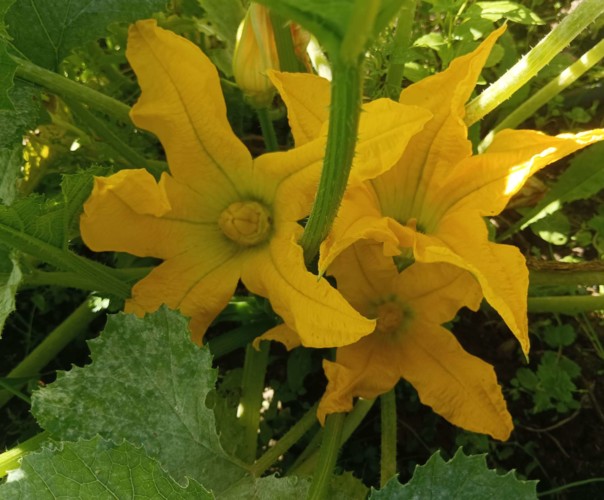 Les légumes du bonheur