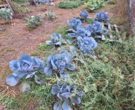 Le jardin des saveurs