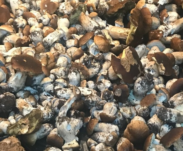 Des cèpes dans vos assiettes