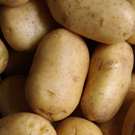 Pomme de terre  Pomme de terre nouvelle "Mona LISA" (min 2 kg)  
