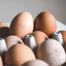 Oeufs  Œufs de poule divers - par 6  