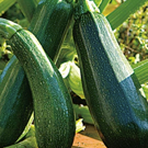 Courgette