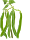 Haricots Haricots verts