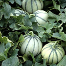 Melon