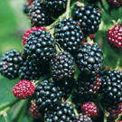 Mûre  Mûres sauvages fraîchement récoltées  