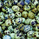 Œuf de caille  œufs de cailles  