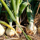 Oignon  Oignons rouges  