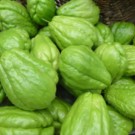 Christophine (chayottes)