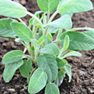 Sauge  la branche de 20 cm  