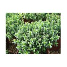 Sarriette  4 branches  