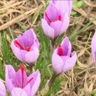 Safran  1/2 g de Safran bio  