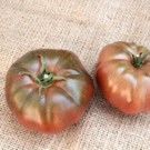 Plants  Tomate Noir de Crimée - en godet  