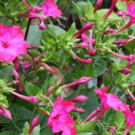 Fleurs  Belle de nuit - en godet  