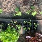 Plants  Plant de betterave  