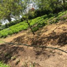 Pomme de terre  Pomme de terre  