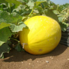 Graines  Melon Jaune Canari - Graines x15  