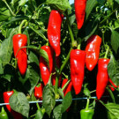 Graines  Piment Basque - Graines x15  