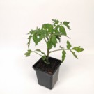 Plants  plant de tomate Roma  