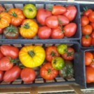 Tomate  Tomates anciennes  