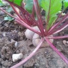 Betterave  Betterave rouge  