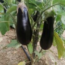 Aubergine  Aubergine noire  