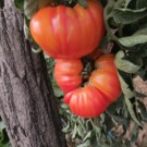 Tomates  Tomate Ananas  