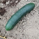 Concombre  Comcombre noa  