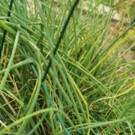 Ciboulette  Bouquet de ciboulettz  