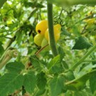 Tomates  Tomates cerise jaune  