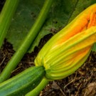 Fleurs  Fleur de courgette. Nombreuses recettes possibles.  