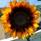 Fleurs  Tournesol jaune  