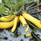 Courgette  Sativa jaune  