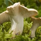 Champignon  Pieds de Moutons frais  