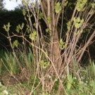 Plants  plant de lilas  