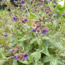 Plante  pulmonaria saccharata marguery fish  