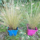Plante  stippa tenuifolia  