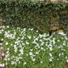 Plante  arabelle du Caucase ou Corbeille d Argent  