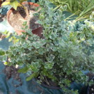 Plante  fusain emerald gaiety  