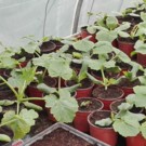 Plants  Courgette verte  