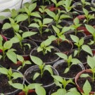 Plants  Poivrons jaune  