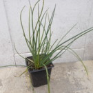 Ciboulette  plante aromatique  